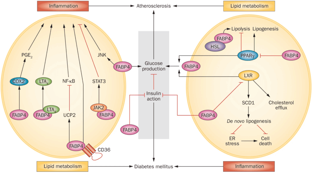 It depicts the complex interplay of various molecules and pathways involved in these processes.